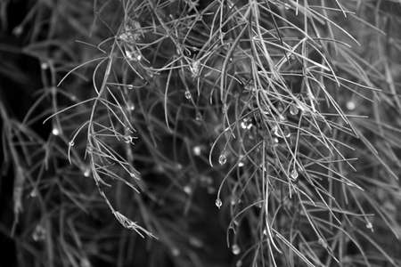 Close up on foliage with rain does and in black and white.