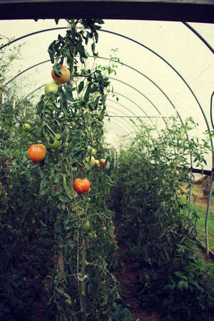Looking at Row of Tomatoes plants growing in green house.の写真素材