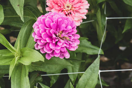 Close up on purple pink flower with bee on it.の写真素材