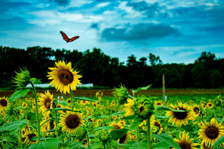 Monarch butterfly, flying over field of sunflowers with blue sky.の写真素材