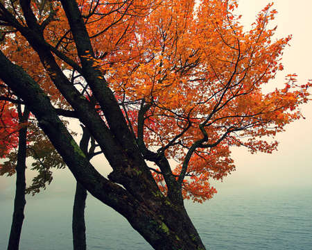 Orange Fall or Autumn tree in front of foggy or misty lake