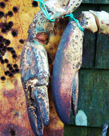 Lobster Claws tied up and in front of orange and yellow piece of metal