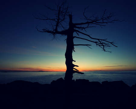 Barren Tress with the morning sun behind the tree, in Acadia National Park Maine