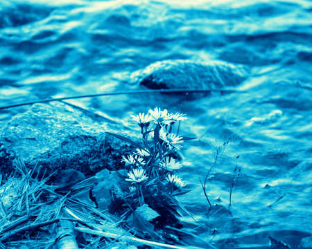 Focus on wildflower growing on lake edge in Acadia National park Maine, with blue filter