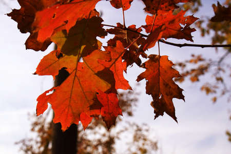 Close up on red autumn tree leaves at Mason Neck State Park.