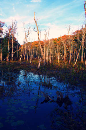 Swampy marsh lands with barren trees, lily pads, and autumn color foliage in profile view