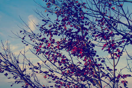 Close up on Autumn red leaves with blue sky as backgroundの写真素材