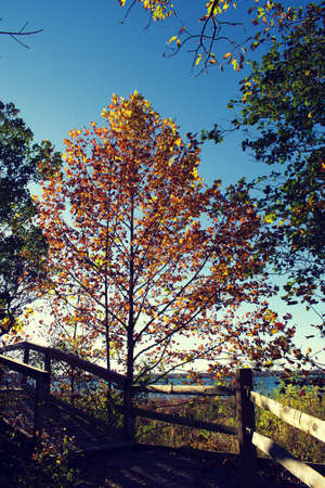Looking at trees with Fall foilage at Mason Neck State Park