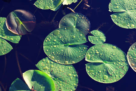 Close up on green Lilly pads with drops of water on topの写真素材