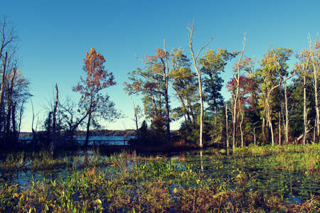 Fall or Autumn trees in Mason Neck State Park, during golden hour
