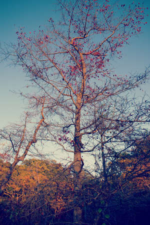 Fall or Autumn trees in Mason Neck State Park, during golden hour