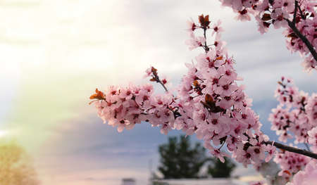 Close up on pink cherry blossoms in bloom with lens yellow flare in background