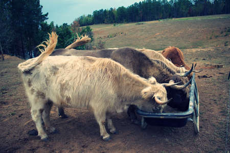 Highland Cows in field feeding from a trough