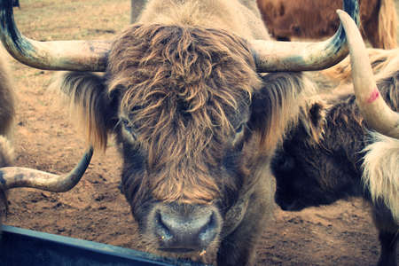 Highland Cows roaming the field