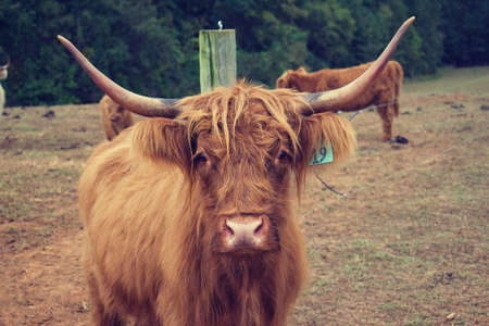 Focus on a single highland cow, with herd and trees in background.