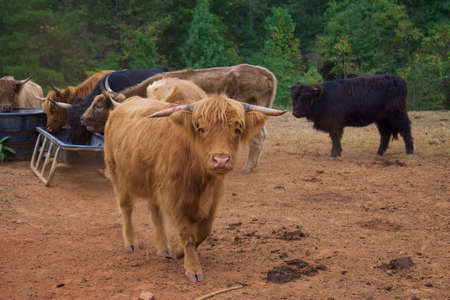 Highland Cows in framland, with trees in background.