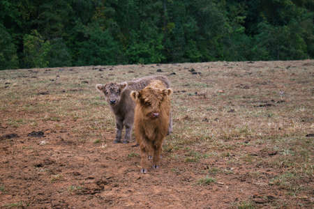Highland Cows in framland, with trees in background.