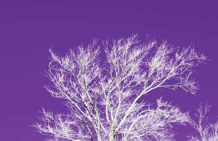 A tree with bare branches and painted white with a bright purple background to create an abstract photo.の写真素材