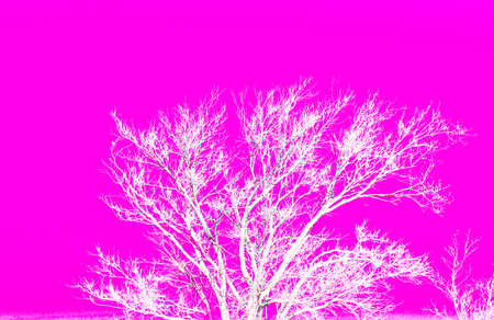 A tree with bare branches and painted white with a bright pink background to create an abstract photo.の写真素材