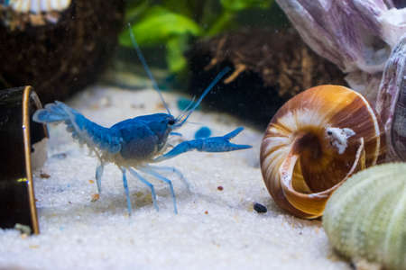 Close up on blue crayfish in an aquarium with sand floor, barnacle structure, and snail shell.の写真素材