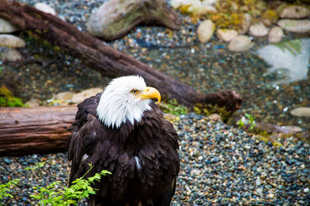 A bald eagle standing on the ground, with logs and gravel in the background.の写真素材