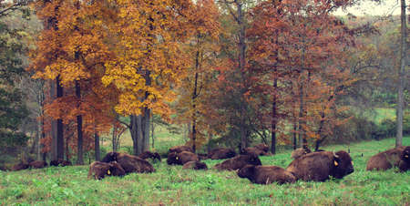 Herd of bison on the grass field with autumn leaves in the background.