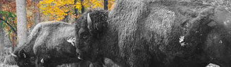 Herd of bison on the grass field with autumn leaves in the background.