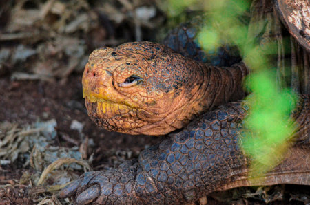 Close up of Giant Tortoise on Galapagos Islandの写真素材