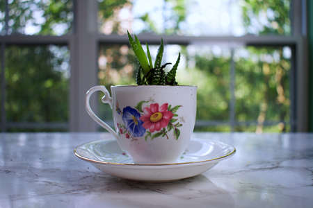 Succulent growing in a small brightly colored teacup.