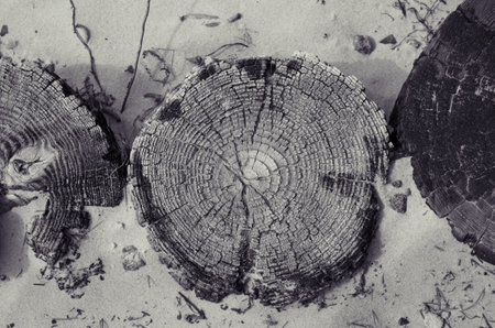 Close up of tree stump in stand, black and white filter.