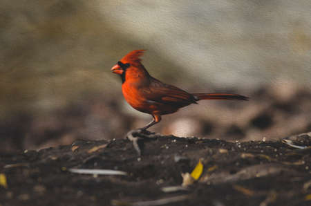 Close up on bird in natural environment, with oil painting filter.の写真素材