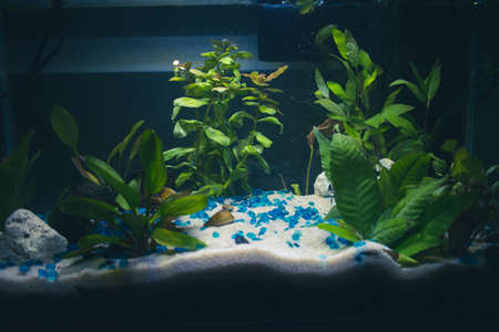Close up on fresh water clam in a sandy aquarium, with plants and coral rock.