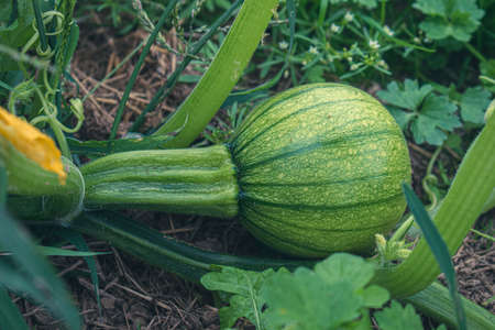 Zucchini on the ground.の写真素材
