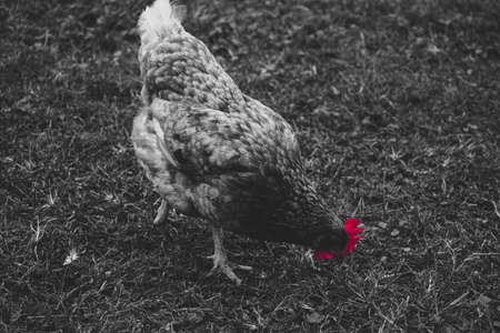 Closeup on chicken pecking the ground for food.