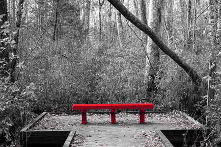 Color splash image of a bright red wood bench surrounded by a forest of trees in black and white.の写真素材