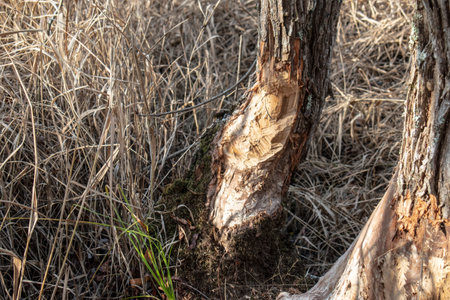 Close up on tree trunk with beaver teeth marks from eating the tree.の写真素材