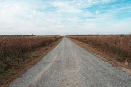 Looking down a rough road on a winter's day, in the Great Dismal Swamp.の写真素材