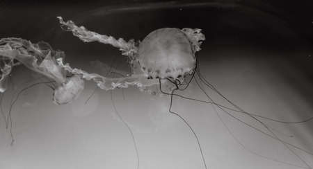 Jelly Fish floating in an acquired, with lighting and black and white filter.