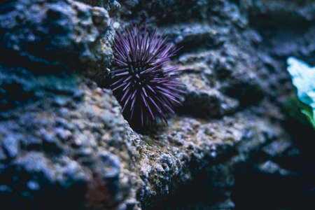 Purple sea urchin on a rock in the aquarium.の写真素材