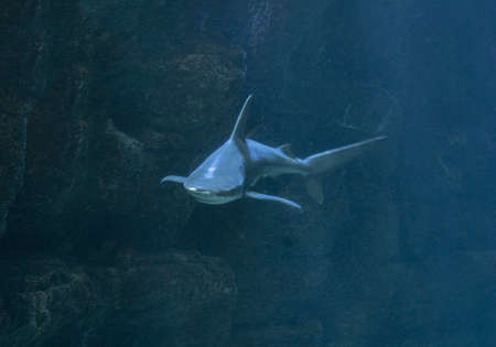 Sand Tiger Shark, seemingly floating in the air but really swimming in a dark aquarium.の写真素材