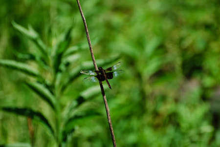 Dragonfly sitting on a twig with grass in the background.