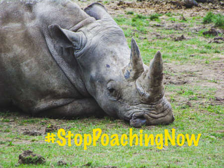 Close up on Rhino in a zoo enclosure, with the message Stop Poaching Now.の写真素材