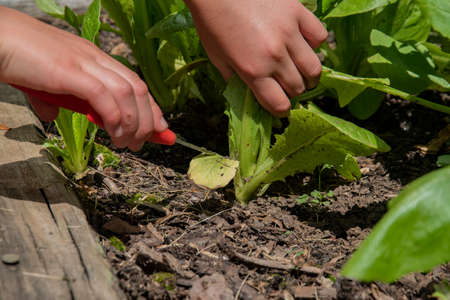 Small Child's hands cutting lettuce leaves, harvesting them for a salad.