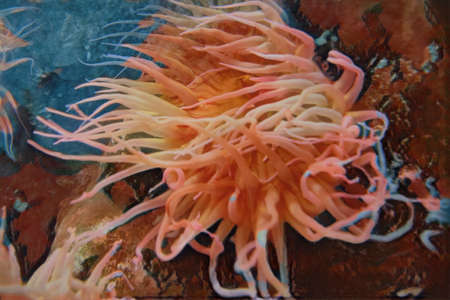 Painted image of pink and yellow Anemones (Actiniaria), in an aquarium.