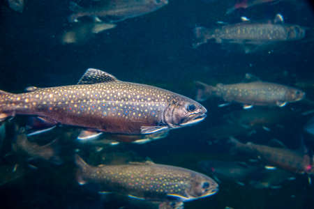 Brook Trout, Salvelinus fontinalis, swimming with other trout in a large freshwater tank at Baltimore Aquarium.の写真素材