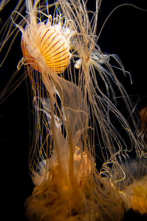 Atlantic Bay Nettle (Chrysaora Chesapeakei) floating in an aquarium tank, with thin long tentacles...