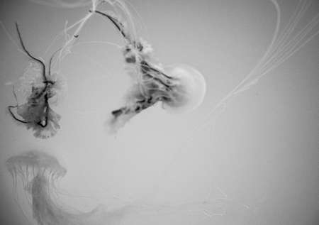 Jellyfish floating in the water. Black and white photo.の写真素材