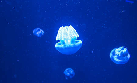 The Blue Blubber Jelly (Catostylus mosaicus) is swimming in the aquarium tank at Baltimore Aquarium.の写真素材