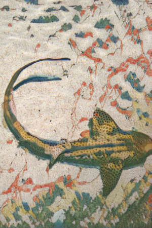 Zebra Shark (Stegostoma Fasciatum) swimming in clear water with a sandy bottom at Baltimore Aquarium tank.   Edited to create a painting of the image.の写真素材