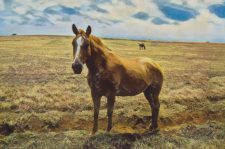 Horse in dry grassy field on the southern most part of Mauna Loa, the Big Island of Hawaii.の写真素材